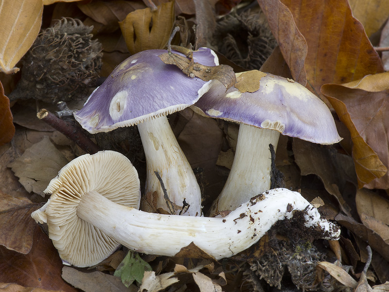 Cortinarius croceocaeruleus